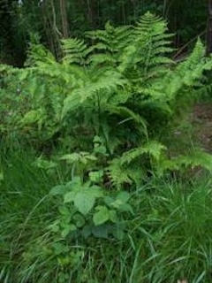 can I eat this plant?