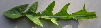 dandelion leaf