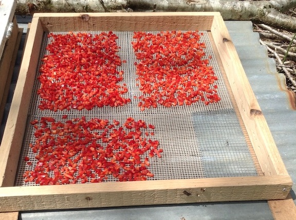 chopped sweet peppers on dehydrator tray