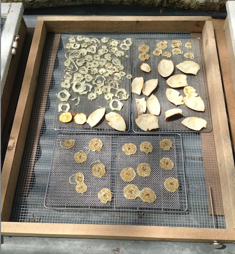 onion slices and orange peel on dehydrator tray